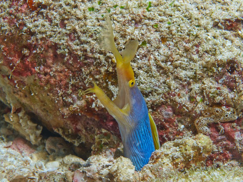 Ribbon Eel, Seulako Cave
